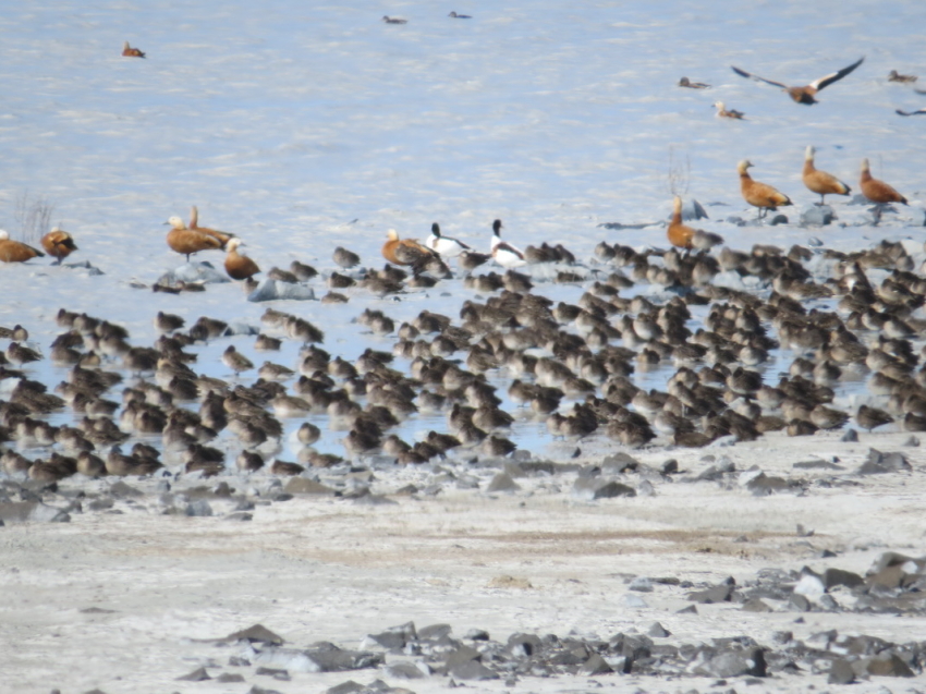 Плановый осенний учет водоплавающих и околоводных птиц провели орнитологи Даурского заповедника 